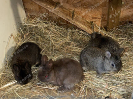 4 gorgeous netherland dewarth bunnies