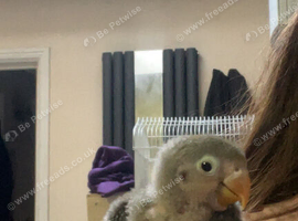 Baby tamed lovebirds