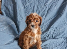 Cavapoo puppies