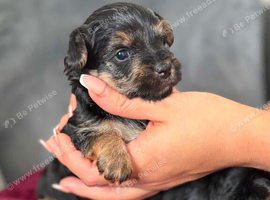 Yorkshire Terrier puppies