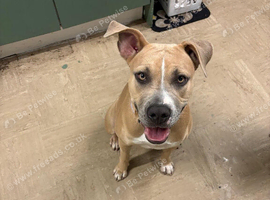 10 month old staffy for sale