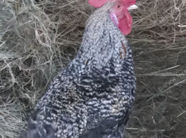 Marbar Cockerel