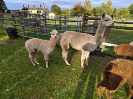 Trio of female alpacas for sale