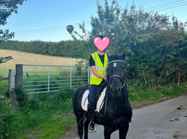 14.2hh project pony
