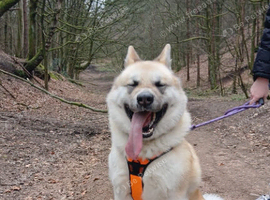 American akita