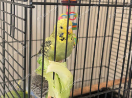 2 Young Birds + Cage &ndash; &pound;60