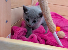 TICA registered Russian blue kittens