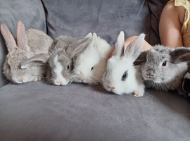 Mini lion lops ready now