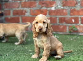 Show type cocker spaniel puppies