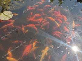 Goldfish