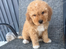 cavapoo puppies for sale