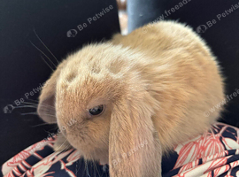 Mini lop rabbits x3 (ready 25th August)
