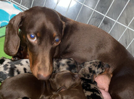 3 puppies mini dachshunds 1 girl 2 boys