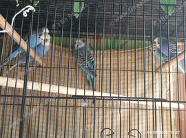 Budgie Bird single MALES - blue colours and green colours with yellow &pound;25 each or any 3 for &pound;70