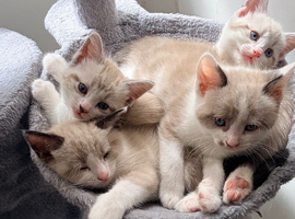 Stunning kittens