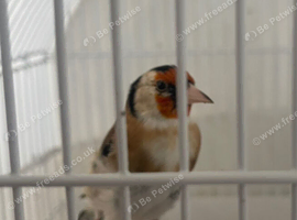 Exchange my siberian goldfinch Male to female