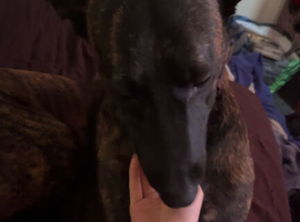 Female Belgian Malinois