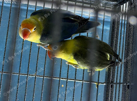 Lovebirds pairs Glasgow
