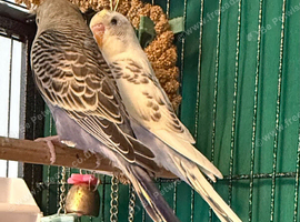 Young Budgies 8 to 10 Weeks Old Available Runcorn Area