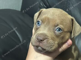 Puppies nearly ready to leave 15july