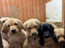 Kc registered yellow Labrador puppies
