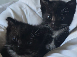 3  kittens for sale