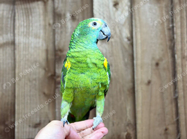 Blue fronted amazon