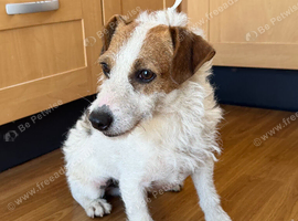 14 months old parsons x jack russell boy