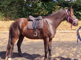 Reggie 14h gelding