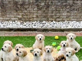 Golden retriever ready on 11th August  1 female   2  males available  absolutely stunning litter ready to leave 11th august
