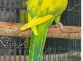 Female Indian Ringneck