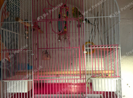 2 budgies