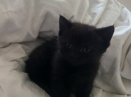 Gorgeous black kitten last one