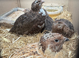 Quails available Peterborough