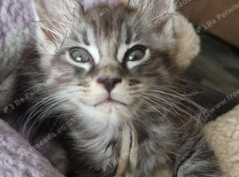 Gorgeous mainecoon kittens