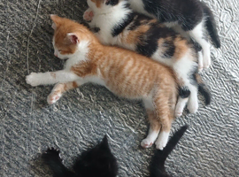 3 kittens ready for there new homes