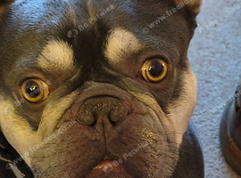 French bulldog (Hugo)
