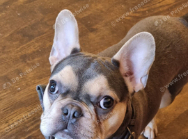 1 schnauzer & 1 frenchie