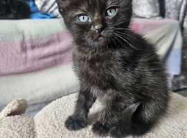 Kitten for sale