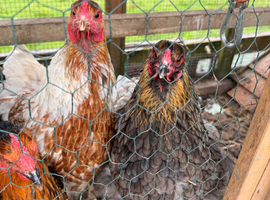 7 Brahmas
