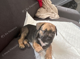 Puppy for sale