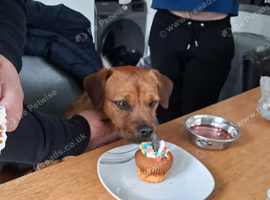 Patterdale terrier x Lakeland terrier