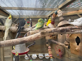 Budgies for sale