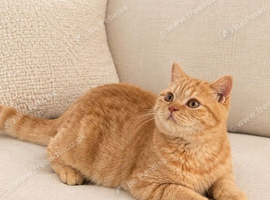 Red British shorthair kittens available now