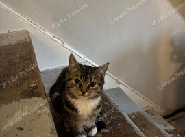 Cute tabby girl