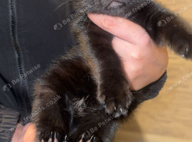 Beautiful black kitten