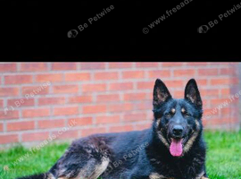German Shepherd Stud (proven)