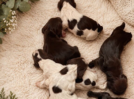 Sprocker puppies 3 days old