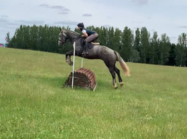 Irish draught eye catching gelding