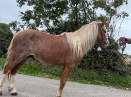 Welsh section a gelding
